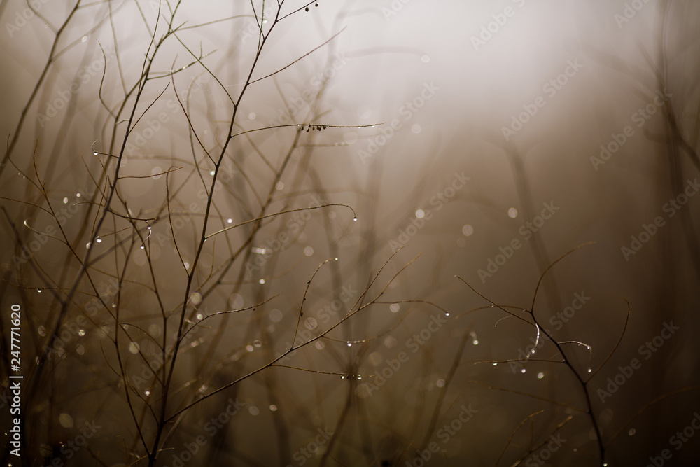 Obraz premium grass and branches in the fog