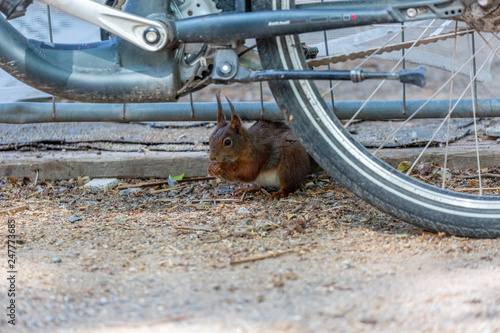 Squirrel in the park