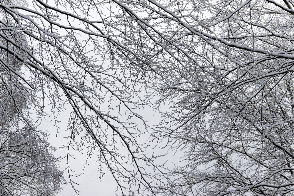 Branches covered with snow Branches covered with snow