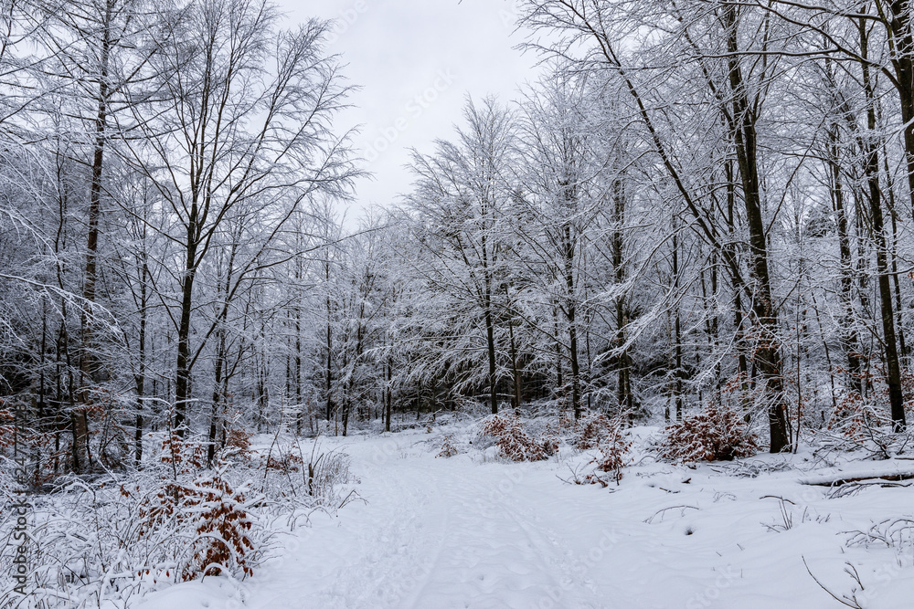 Forest road in winter Forest road in winter