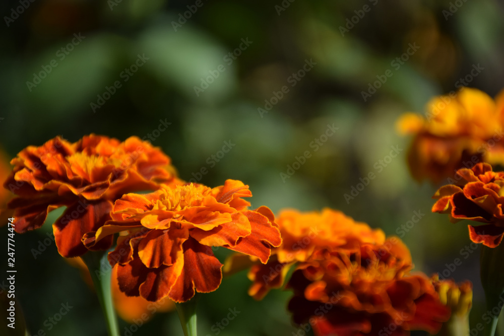 Marigolds backgrounds. Close up of beautiful Marigold flower in garden, selective focus.