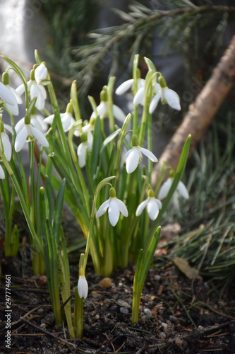 Fresh green well complementing the white Snowdrop blossoms. Snowdrop spring flowers on the ground. Delicate Snowdrop flower  spring symbols. Tender white snowdrop flowers.