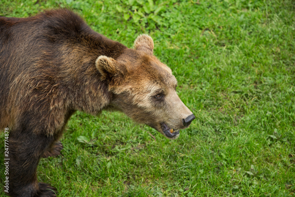 Brown Bear Roaming in Green Nature Reserve in Summer Brown Bear Roaming in Green Nature Reserve in Summer