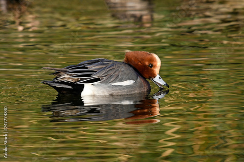 männliche Pfeifente (Anas penelope/ Mareca penelope) - Eurasian wigeon / male photo