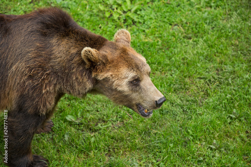 Wallpaper Mural Brown Bear Roaming in Green Nature Reserve in Summer Torontodigital.ca