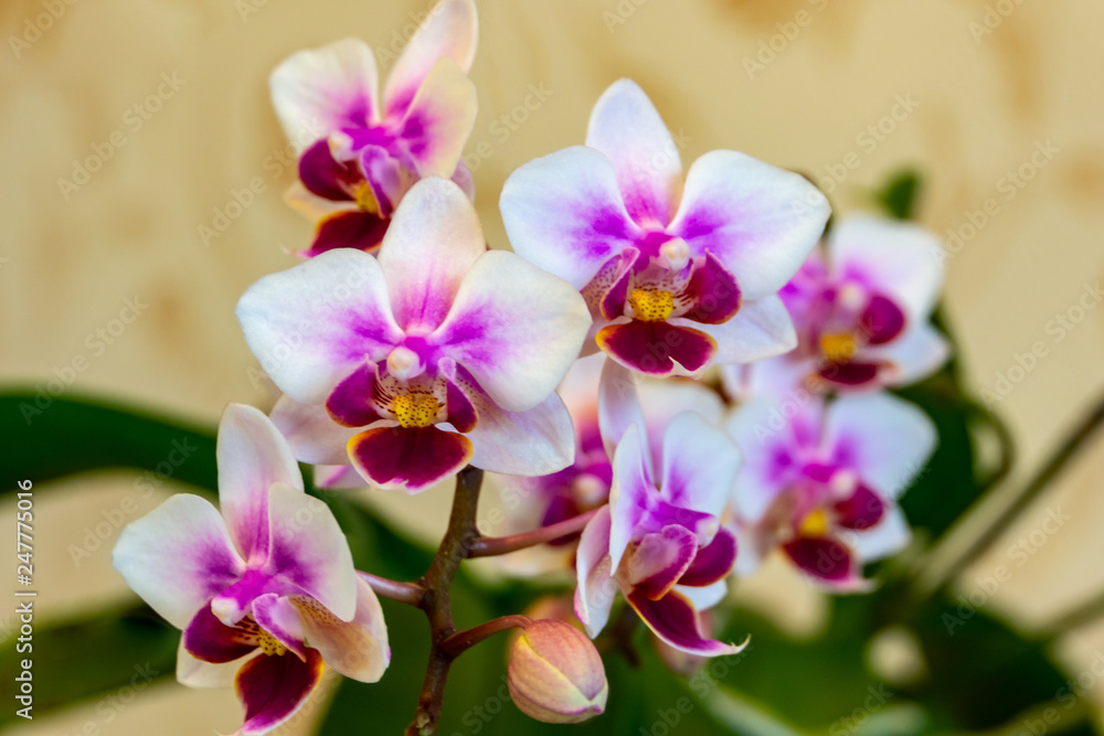 Soft focus of beautiful branch of double color mini orchids Brother Pico Sweetheart. Phalaenopsis,  Moth Orchid are on a gentle light brown blurry background. A lovely idea for any design.