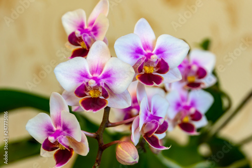 Soft focus of beautiful branch of double color mini orchids Brother Pico Sweetheart. Phalaenopsis   Moth Orchid are on a gentle light brown blurry background. A lovely idea for any design.