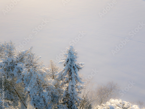 Snowy dreamlike trees with white snow blanket in background