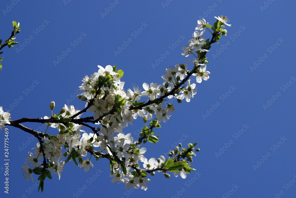 Close up of fruit flowers in the earliest springtime Close up of fruit flowers in the earliest springtime