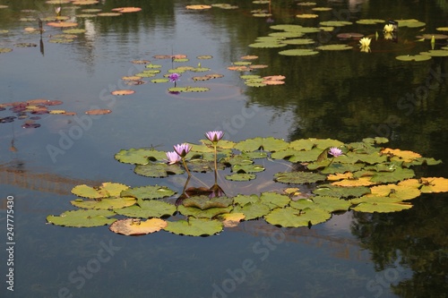 Fototapeta Naklejka Na Ścianę i Meble -  water lilies in pond