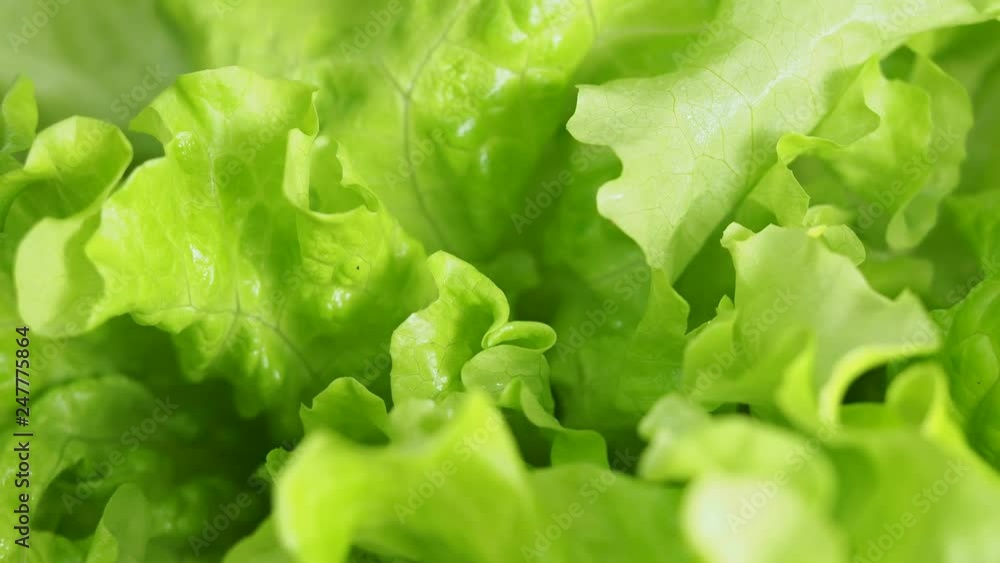 view of rotating fresh wet green lettuce leaves view of rotating fresh wet green lettuce leaves