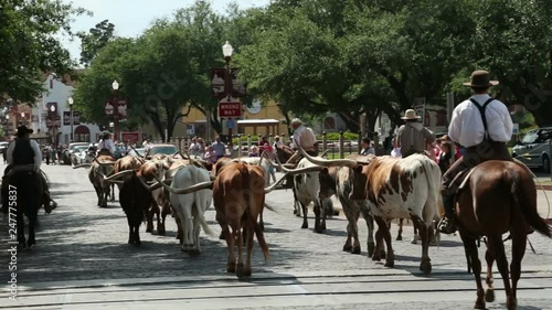 Cattle drive, Fort Worth Stockyards, Exchange Avenue, Texas, USA