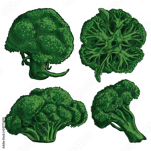 Four green broccoli florets inflorescence on a white background. Detailed drawing by hand.