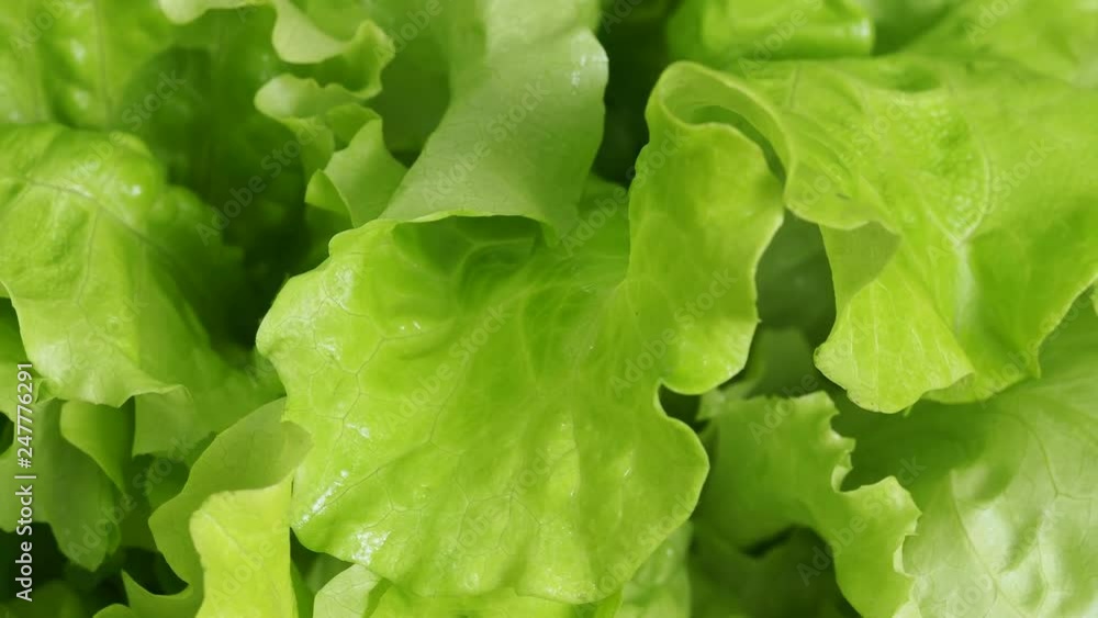 rotating fresh wet green lettuce leaves with water drops rotating fresh wet green lettuce leaves with water drops