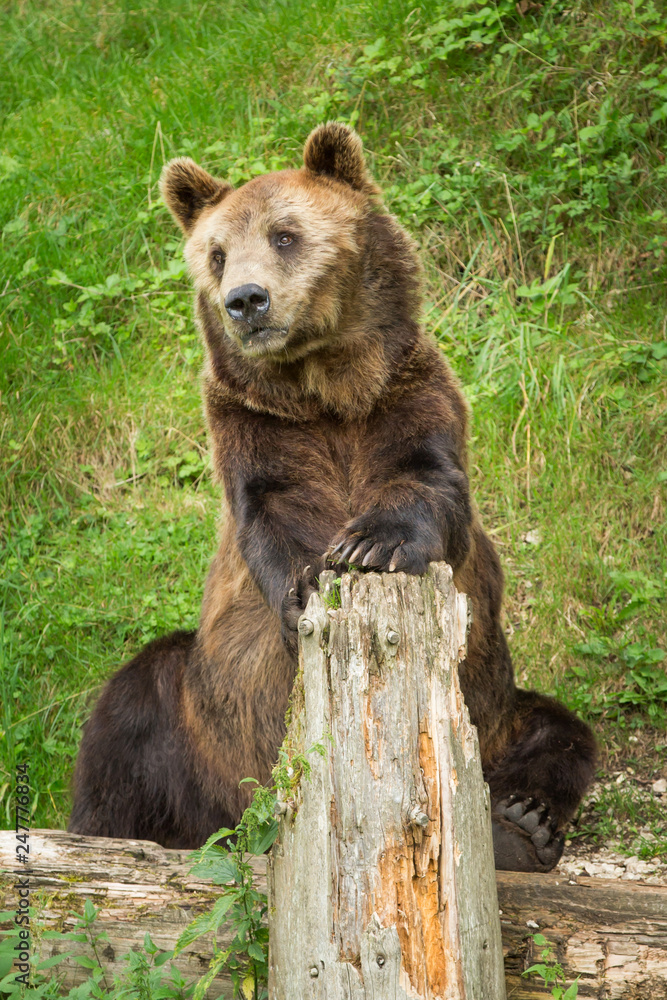 Male Brown Bear Sitting in Green Nature Reserve in Summer