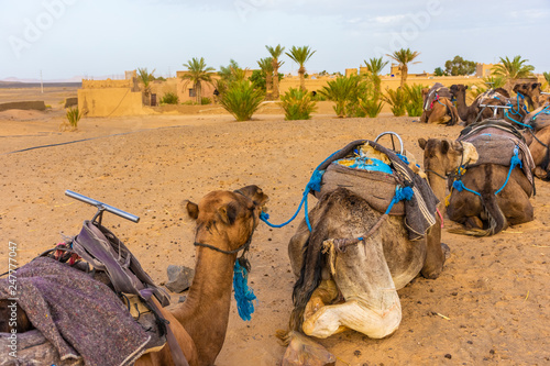 Camels waiting in the Sahara Desert, erg Chebbi, Merzouga, morocco © Stefano Zaccaria