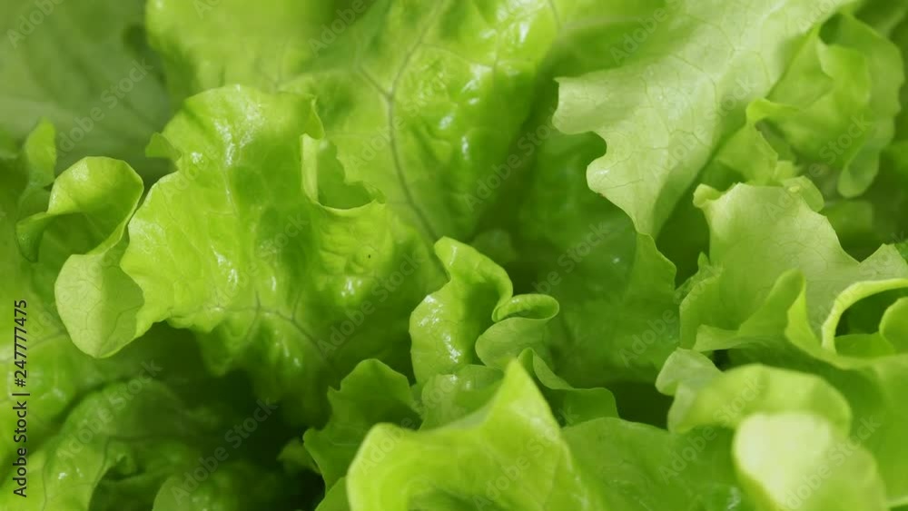 rotating and spraying fresh wet green lettuce leaves rotating and spraying fresh wet green lettuce leaves