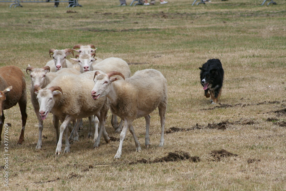 Obraz premium Schäfer
