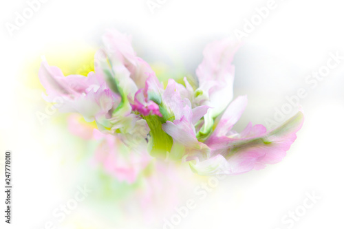 Parrot tulip macro on white background with soft pink and green tones