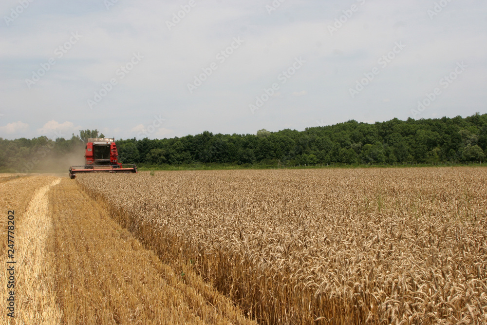 Obraz premium Combine harvesting wheat