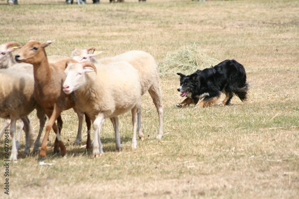 Obraz premium Schäfer