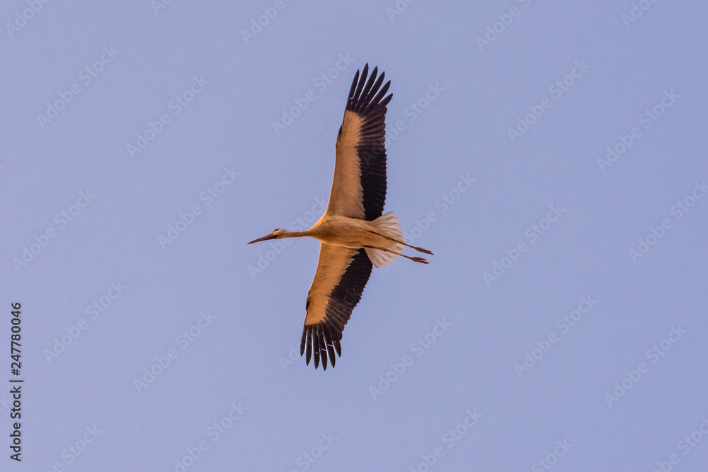 Obraz premium A great stork flying in the skies of Marrakech, Morocco