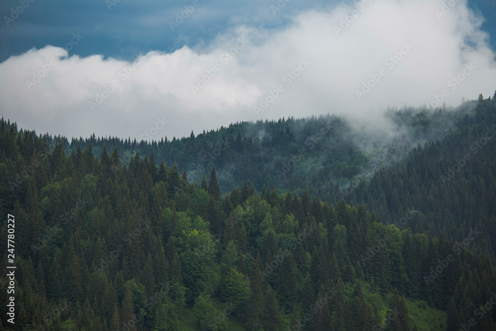 Cloudy grey rainy sky over old green coniferous wood at scenic highlands. Horizontal color photography.