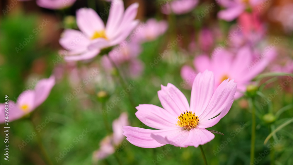 Colorful cosmos flower growing and blooming in the garden Colorful cosmos flower growing and blooming in the garden