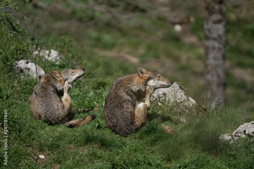 Naklejka premium parco nazionale d'abruzzo 2019