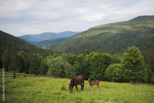 Beautiful rural landscape with brown horses. Little foal and mare grazing in meadow at scenic green mountains background. Horizontal color photography.