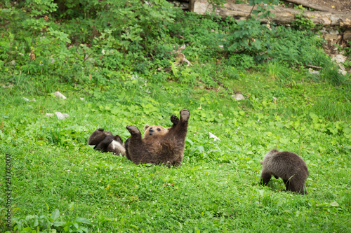 Female Brown Bear Playing with Cubs in Green Nature Reserve in Summer