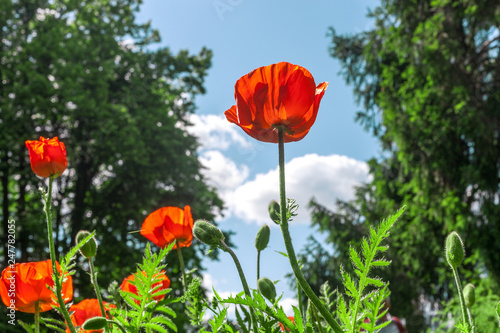 Red poppies flowers growth in summer garden by blue sky