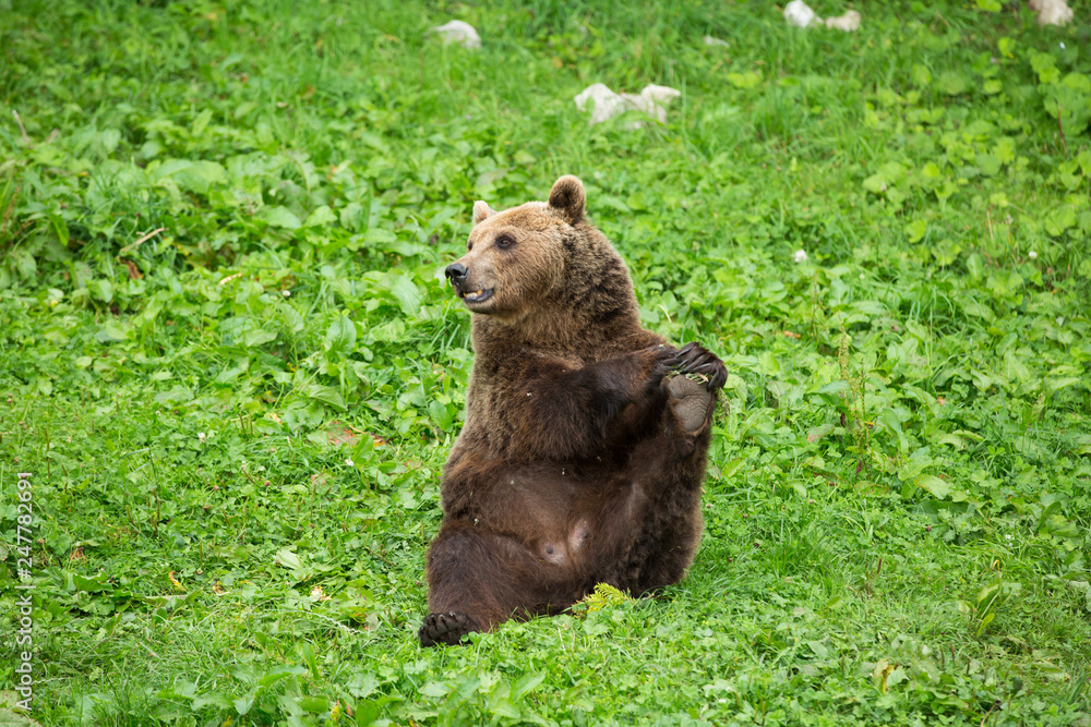 Male Brown Bear Sitting and Stretching its Leg in Green Nature Reserve Male Brown Bear Sitting and Stretching its Leg in Green Nature Reserve
