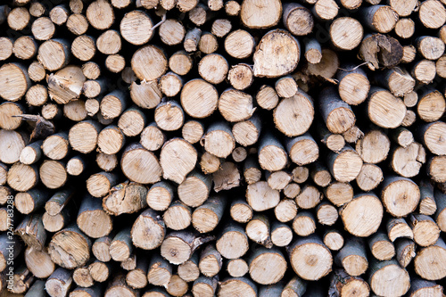 Birch firewood.