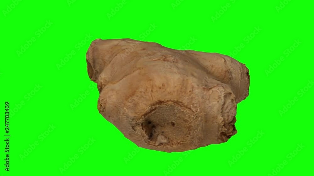 Realistic render of a rotating fresh ginger root on green background. The video is seamlessly looping, and the object is 3D scanned from a real ginger rhizome. Realistic render of a rotating fresh ginger root on green background. The video is seamlessly looping, and the object is 3D scanned from a real ginger rhizome.