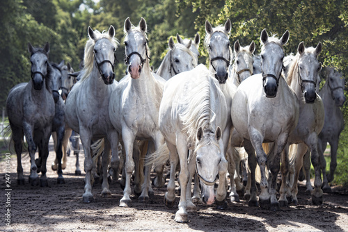 Kladruber horse. With its history more than 400 years in the row, Kladruber horses represent the oldest Czech indigenous breed of Horses wat was created - probably as the only breed in the world.