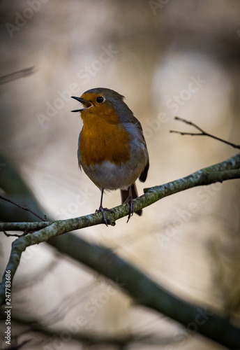 Singing robin bird on a tree branch