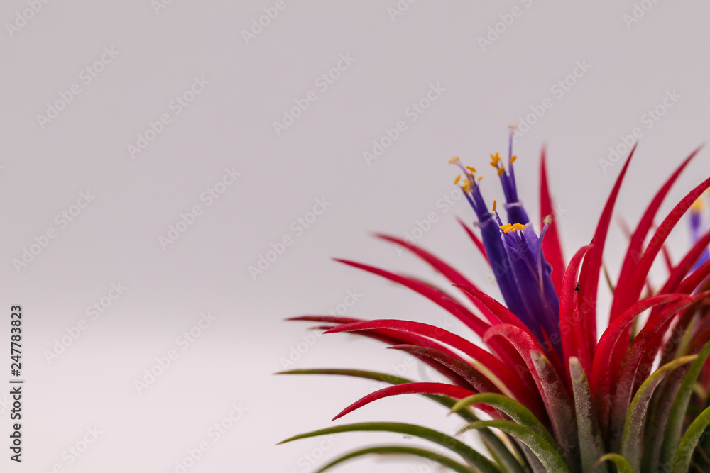 Close up Tillandsia on isolate white background. Tillandsia plant commonly known as Airplants. Close up Tillandsia on isolate white background. Tillandsia plant commonly known as Airplants.