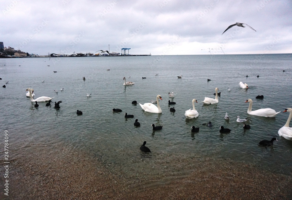 Obraz premium swans, ducks and seagulls in the sea at the sandy coast in the city of Anapa.......