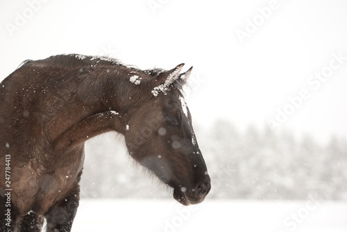 Verschneites Pferd. Schwarzes Pferd mit Schnee am Kopf auf der Weide. Portrait