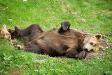 Male Brown Bear Laying in Green Nature Reserve in Summer