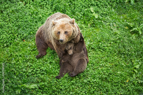 Wallpaper Mural Female Brown Bear Playing with Cub in Green Nature Reserve Torontodigital.ca