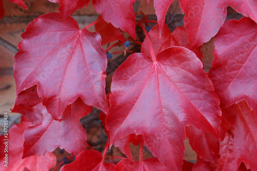 Beautiful autumn leaves