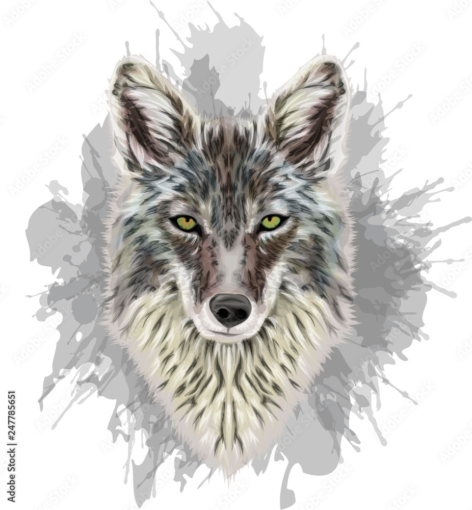 Fototapeta premium Coyote Portrait - Vector illustration - Grunge art