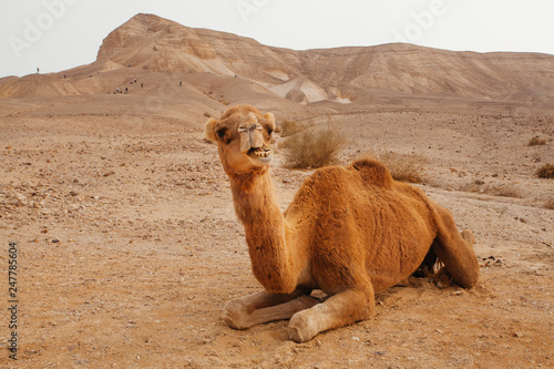 Camel in desert in Israel, Negev photo