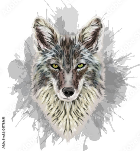 Coyote Portrait - Vector illustration - Grunge art