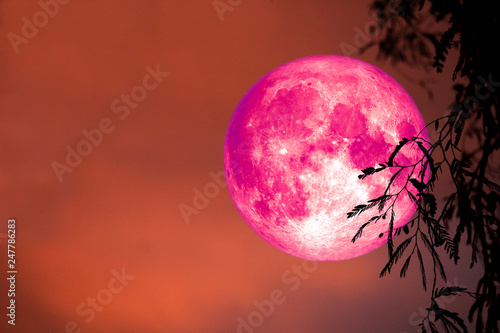 super pink moon back silhouette leaves and cloud on night sky