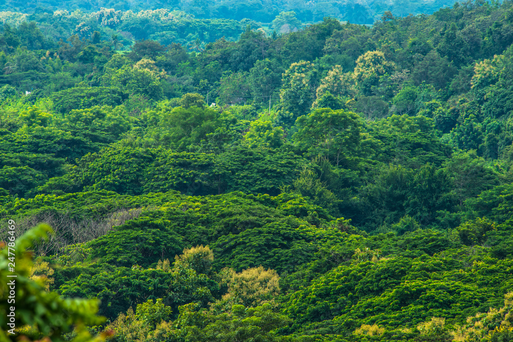 Tropical forests, remote view.