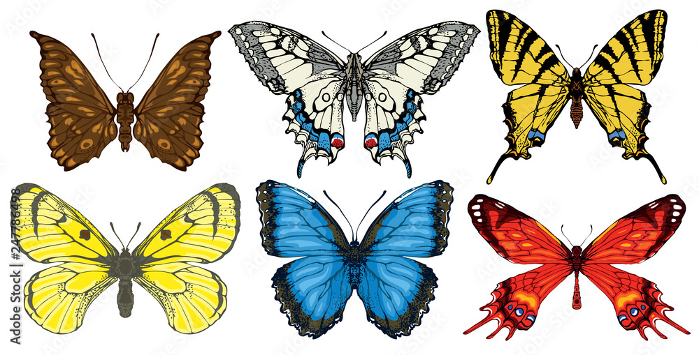 Collection of various butterflies in retro style. Set of realistic colorful drawings of butterflies. Vector illustrations isolated on the white background