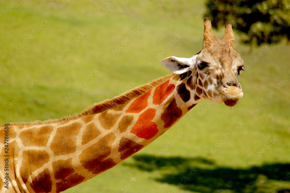 Obraz premium Long-necked giraffe that has natural heart markings on his patches. 